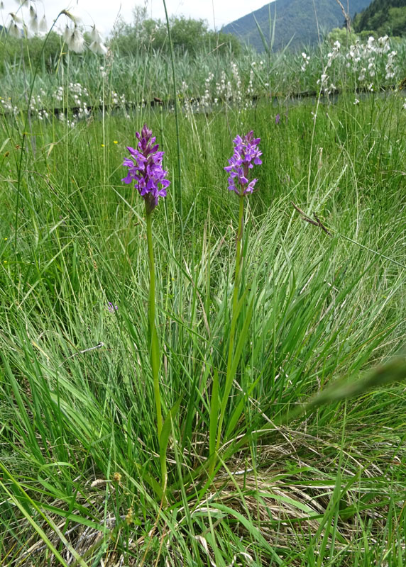 Dactylorhiza traunsteineri ?